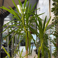 Indlæs billede i gallerivisning, Yucca elephantipes (Palmelilje) – Ekstra Stor, Ældre Second Hand Plante i Cementkrukke – 230 cm høj
