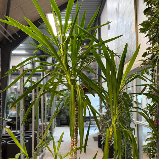 Yucca elephantipes (Palmelilje) – Ekstra Stor, Ældre Second Hand Plante i Cementkrukke – 230 cm høj