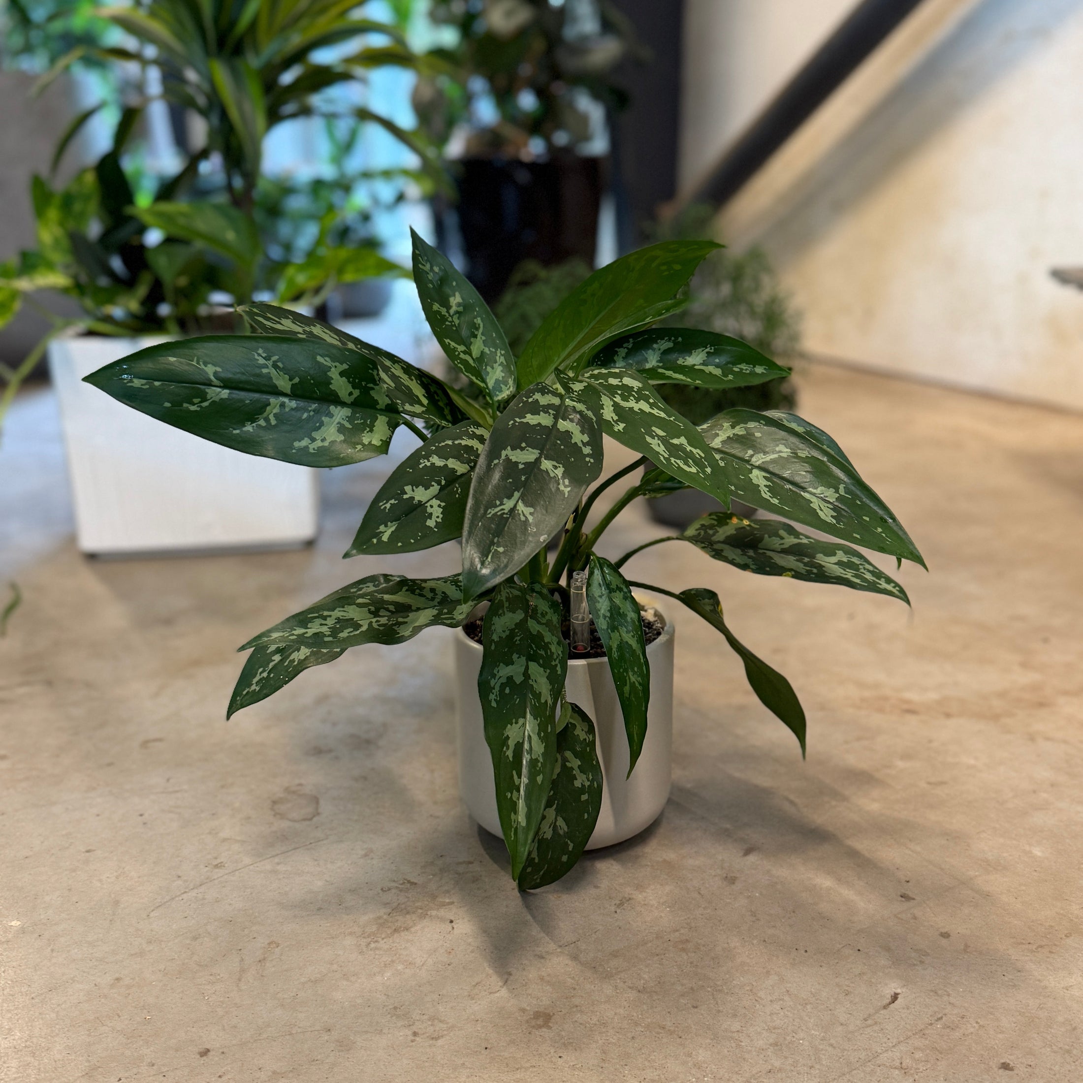 Aglaonema (Sølvplante) – Medium Second Hand Plante i Hvid Krukke – 40 cm høj