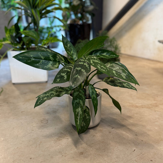Aglaonema (Sølvplante) – Medium Second Hand Plante i Hvid Krukke – 40 cm høj