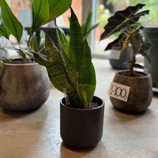 Sansevieria trifasciata (Svigermors Skarpe Tunge) – Lille Second Hand Plante i Sort Krukke – 35 cm høj