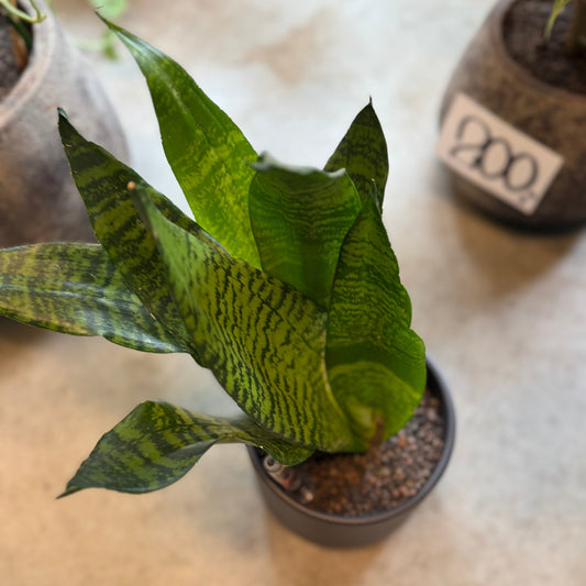 Sansevieria trifasciata (Svigermors Skarpe Tunge) – Lille Second Hand Plante i Sort Krukke – 35 cm høj