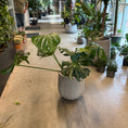 Indlæs billede i gallerivisning, Monstera deliciosa (Fingerphilodendron) – Stor Second Hand Plante i Cementkrukke – 100 cm høj
