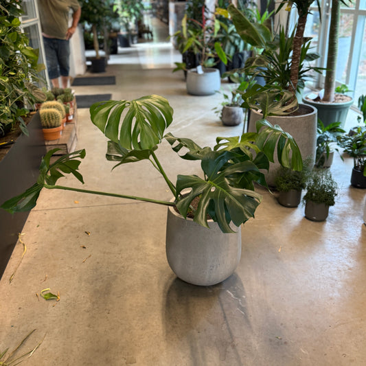 Monstera deliciosa (Fingerphilodendron) – Stor Second Hand Plante i Cementkrukke – 100 cm høj