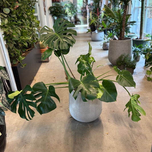 Monstera deliciosa (Fingerphilodendron) – Stor Second Hand Plante i Cementkrukke – 100 cm høj