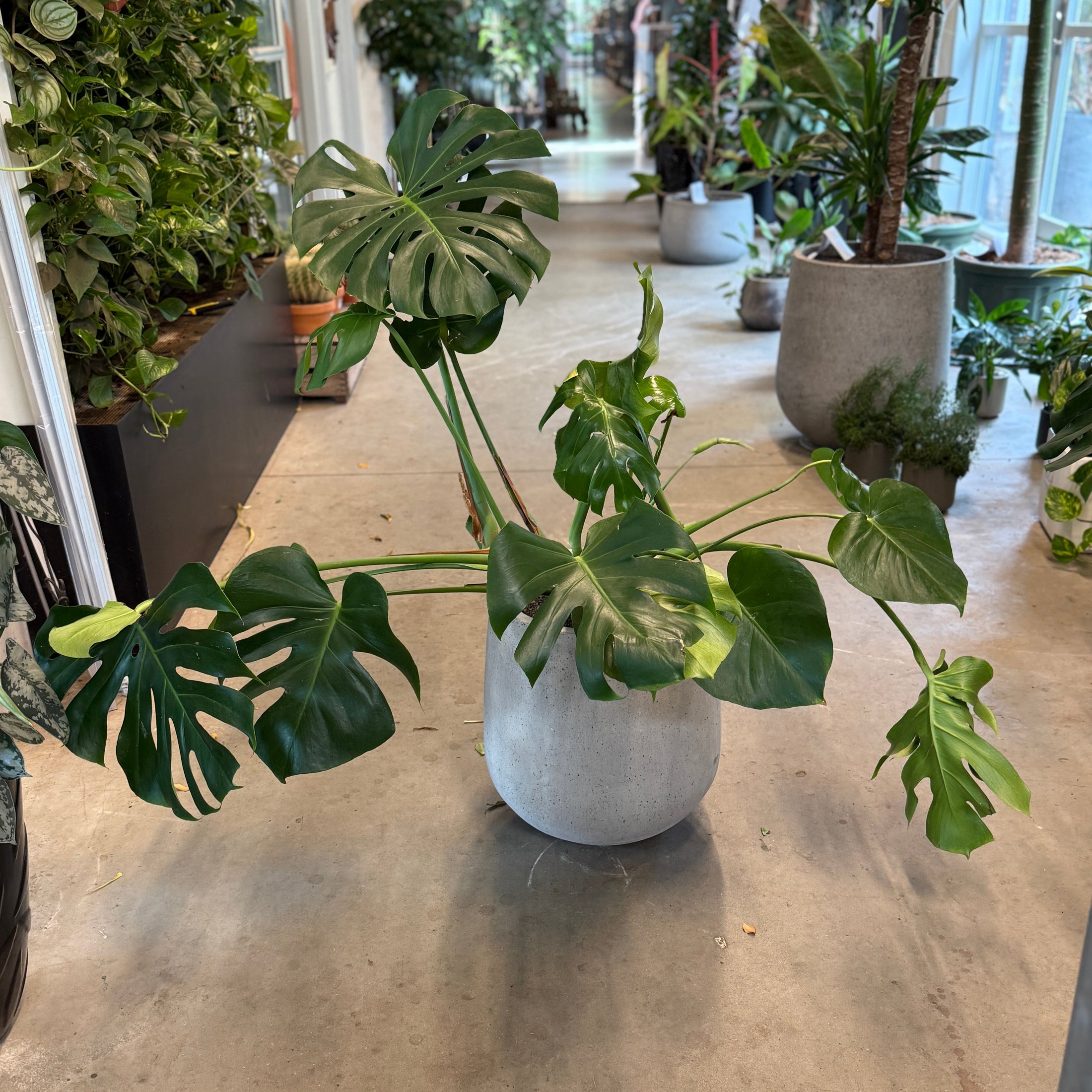 Monstera deliciosa (Fingerphilodendron) – Stor Second Hand Plante i Cementkrukke – 110 cm høj