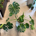 Indlæs billede i gallerivisning, Monstera deliciosa (Fingerphilodendron) – Stor Second Hand Plante i Cementkrukke – 110 cm høj
