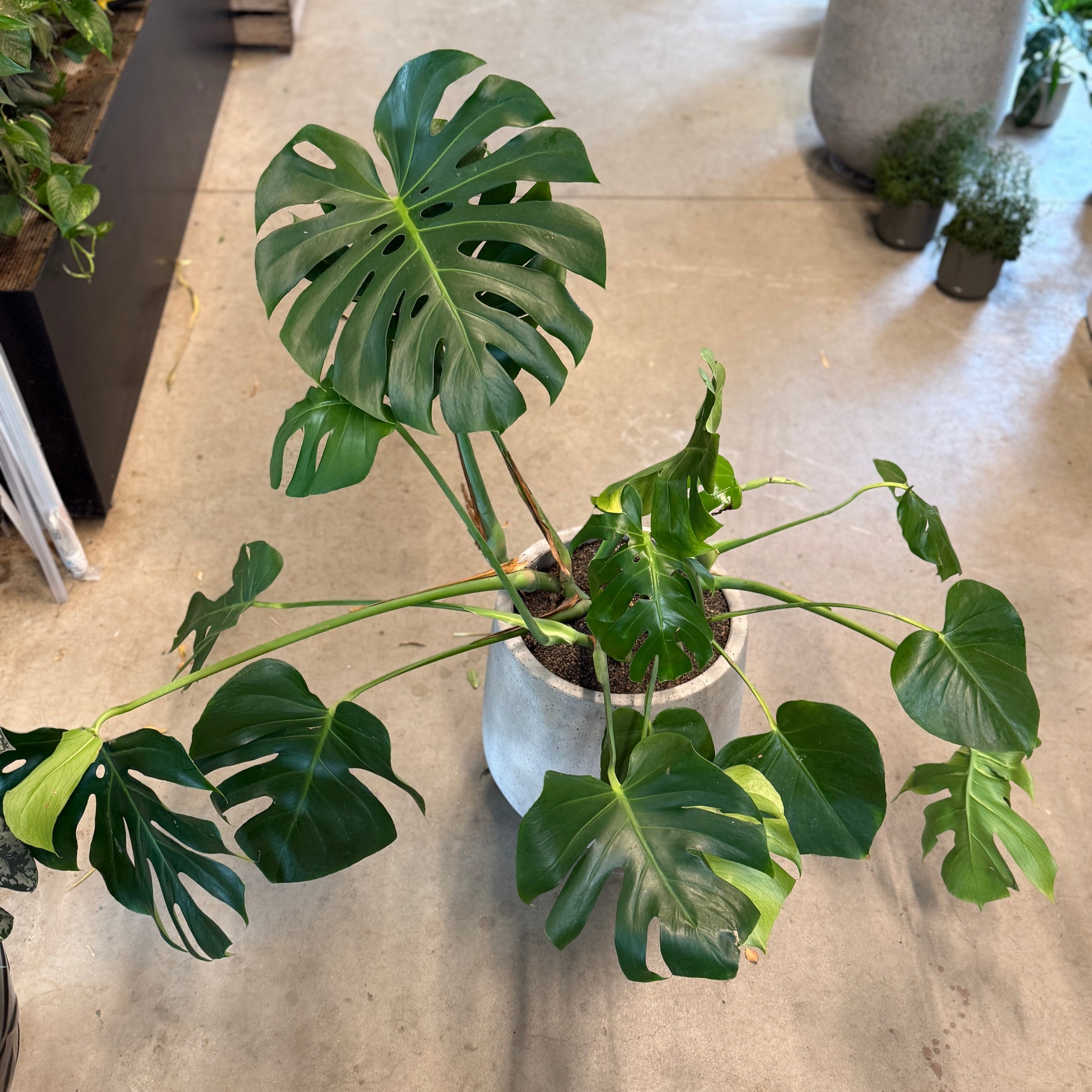 Monstera deliciosa (Fingerphilodendron) – Stor Second Hand Plante i Cementkrukke – 110 cm høj