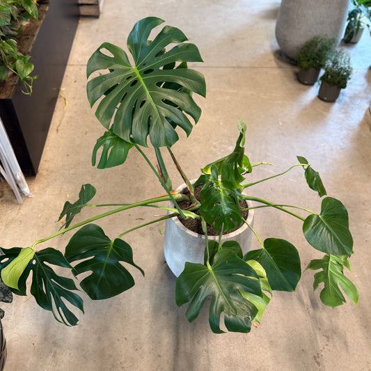 Monstera deliciosa (Fingerphilodendron) – Stor Second Hand Plante i Cementkrukke – 110 cm høj