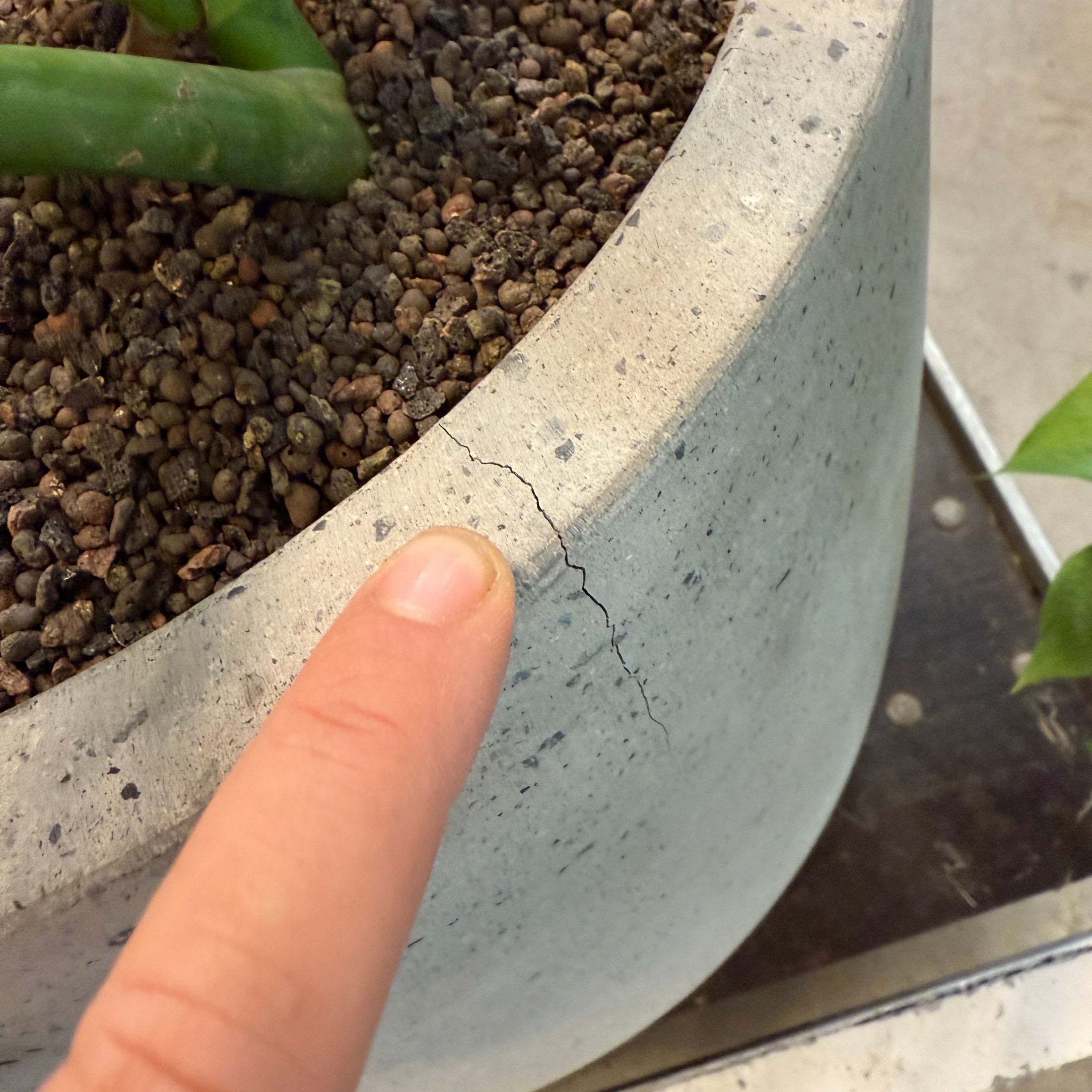 Monstera deliciosa (Fingerphilodendron) – Stor Second Hand Plante i Cementkrukke – 110 cm høj