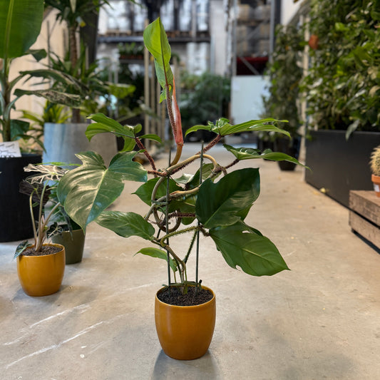 Philodendron ‘Red Emerald’ – Medium Second Hand Plante i Gul Keramikkrukke – 80 cm høj