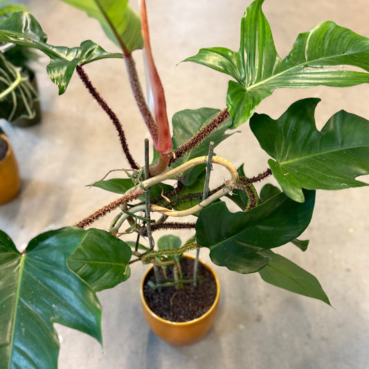 Philodendron ‘Red Emerald’ – Medium Second Hand Plante i Gul Keramikkrukke – 80 cm høj