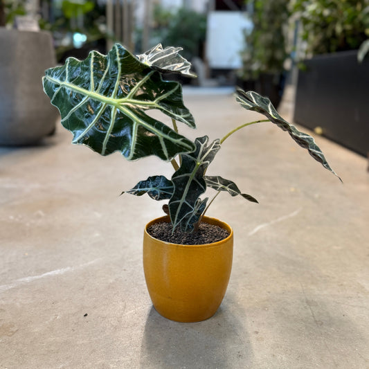 Alocasia amazonica (Skeletplante) – Lille Second Hand Plante i Gul Keramikkrukke – 45 cm høj