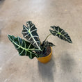 Indlæs billede i gallerivisning, Alocasia amazonica (Skeletplante) – Lille Second Hand Plante i Gul Keramikkrukke – 45 cm høj
