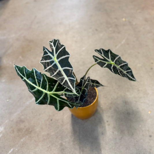 Alocasia amazonica (Skeletplante) – Lille Second Hand Plante i Gul Keramikkrukke – 45 cm høj