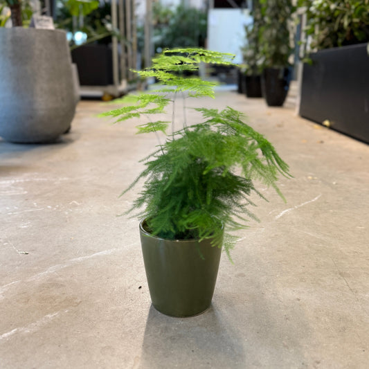 Asparagus setaceus (Aspargesbregne) – Lille Second Hand Plante i Grøn Keramikkrukke – 40 cm høj