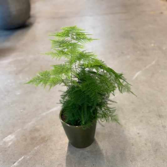 Asparagus setaceus (Aspargesbregne) – Lille Second Hand Plante i Grøn Keramikkrukke – 40 cm høj