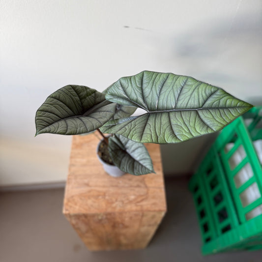 Alocasia Platinum ø12 cm - ‘Silver Dragon’ – Elefantøre.