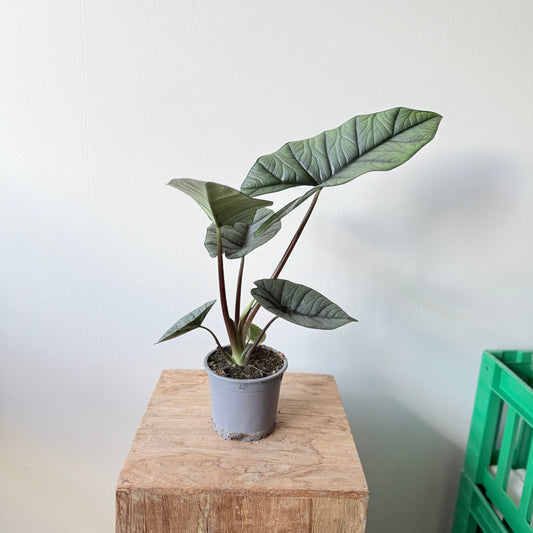 Alocasia Platinum ø12 cm - ‘Silver Dragon’ – Elefantøre.