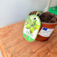 Indlæs billede i gallerivisning, Mini Oliventræ – 30 cm højt - Olea europaea
