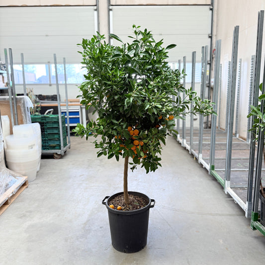 1 stk. Calamondin appelsintræ – 150 cm højt