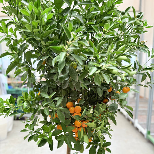 1 stk. Calamondin appelsintræ – 150 cm højt