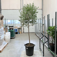 Indlæs billede i gallerivisning, Oliventræ med frugter – 150 cm højt - 3 stk.
