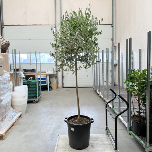 Oliventræ med frugter – 150 cm højt - 3 stk.