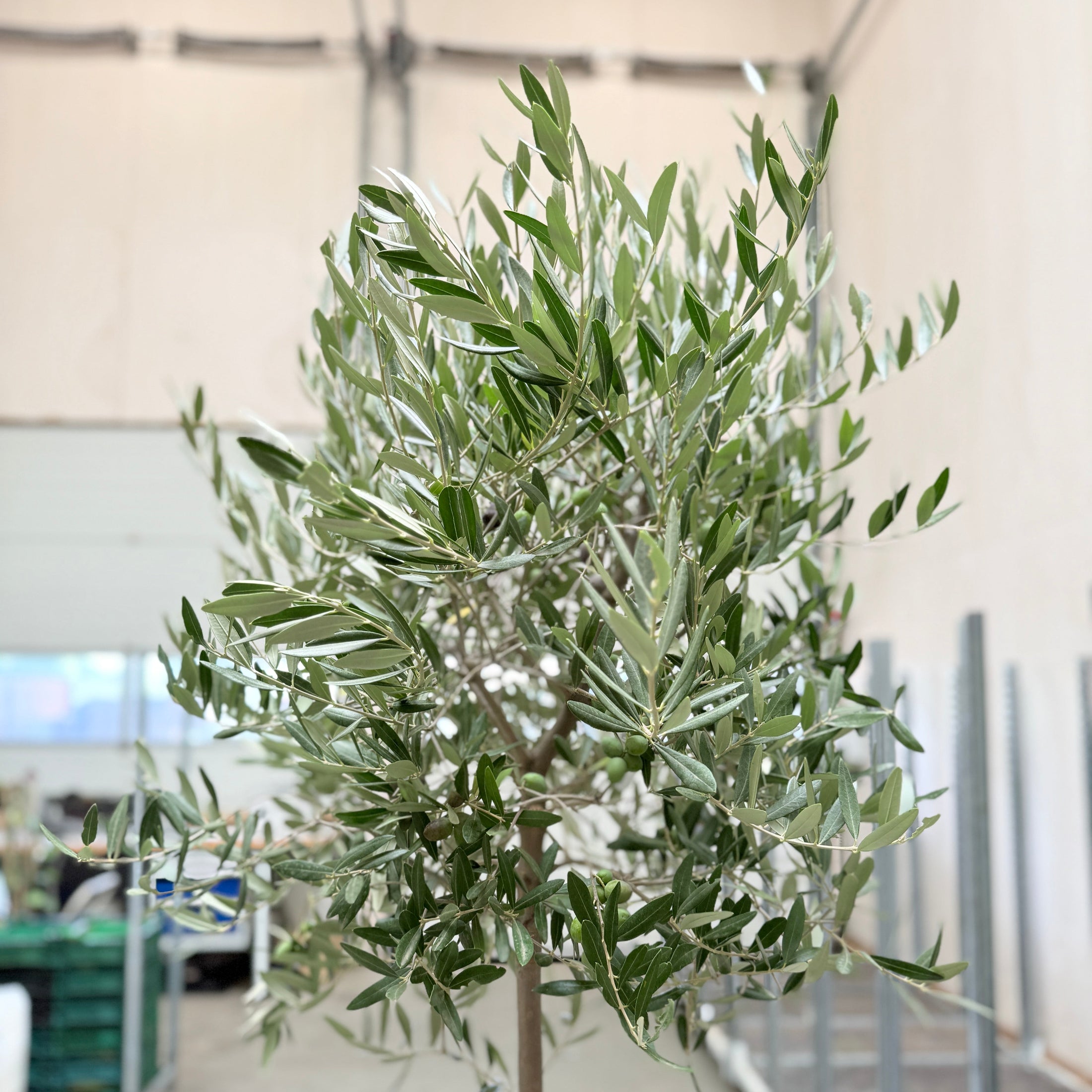 Oliventræ med frugter – 150 cm højt - 3 stk.