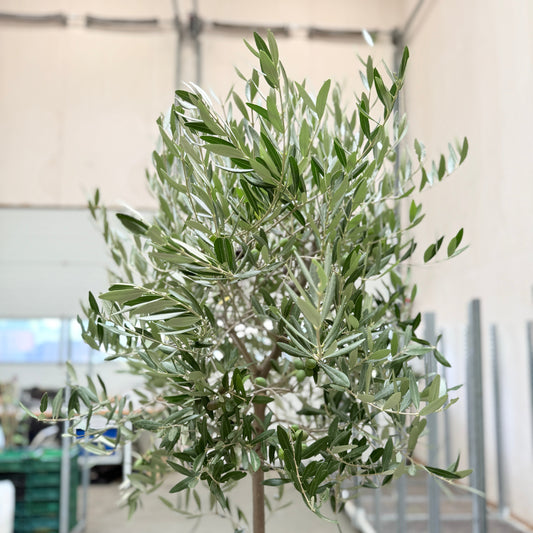 Oliventræ med frugter – 150 cm højt - 3 stk.