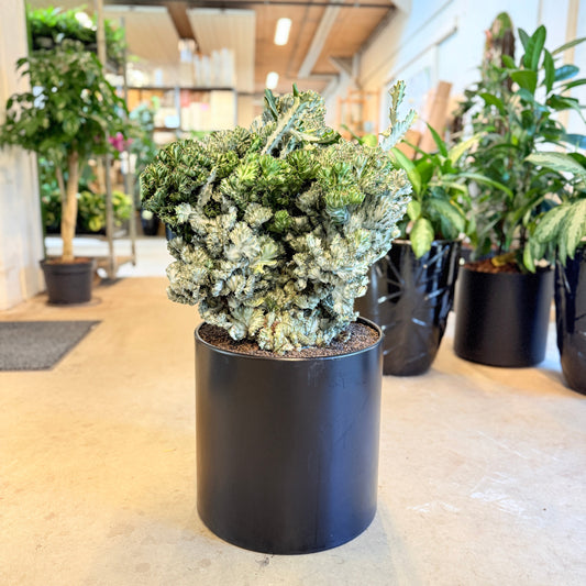 Coral Bonsai i sort krukke – 80 cm høj – Unik samlerplante fra 2007