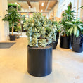 Indlæs billede i gallerivisning, Coral Bonsai i sort krukke – 80 cm høj – Unik samlerplante fra 2007
