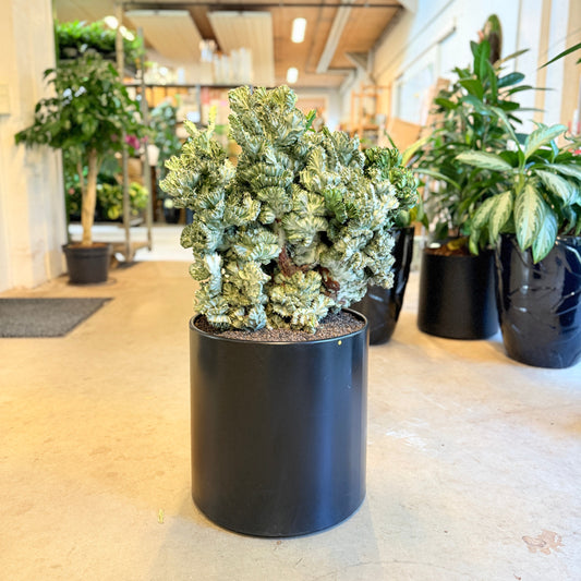 Coral Bonsai i sort krukke – 80 cm høj – Unik samlerplante fra 2007