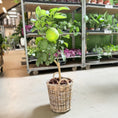 Indlæs billede i gallerivisning, Grapefrugttræ (Citrus Paradisi) i fletkurv – 100 cm høj
