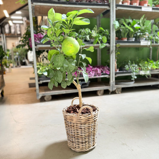 Grapefrugttræ (Citrus Paradisi) i fletkurv – 100 cm høj