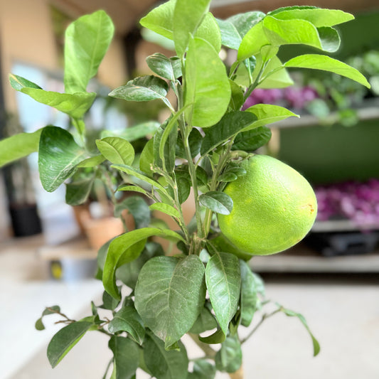 Grapefrugttræ (Citrus Paradisi) i fletkurv – 100 cm høj
