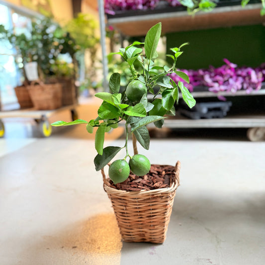 Lime-træ (Citrus Aurantiifolia) i fletkurv – 60 cm høj