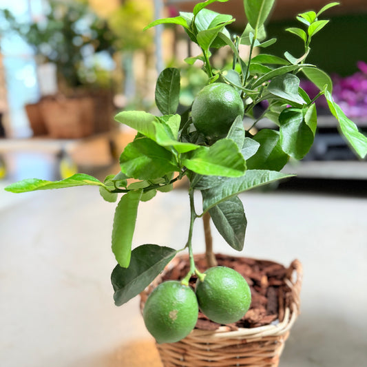 Lime-træ (Citrus Aurantiifolia) i fletkurv – 60 cm høj