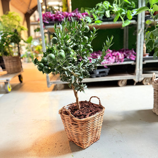 Chinotto-træ (Citrus Myrtifolia) i fletkurv – 80 cm høj