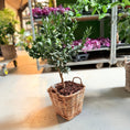Indlæs billede i gallerivisning, Chinotto-træ (Citrus Myrtifolia) i fletkurv – 80 cm høj
