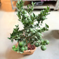 Indlæs billede i gallerivisning, Chinotto-træ (Citrus Myrtifolia) i fletkurv – 80 cm høj
