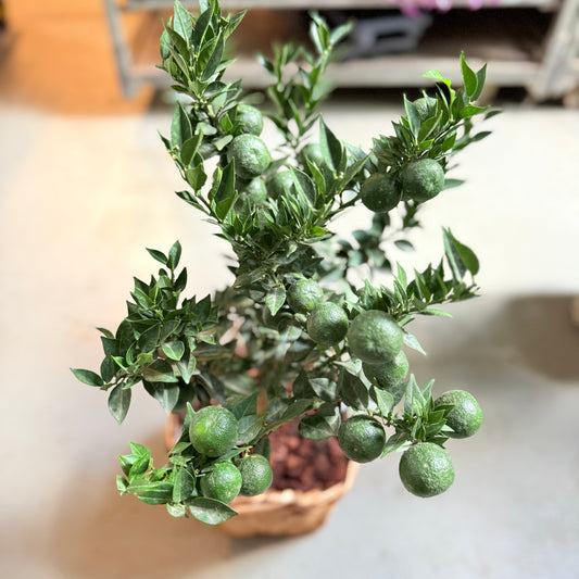 Chinotto-træ (Citrus Myrtifolia) i fletkurv – 80 cm høj