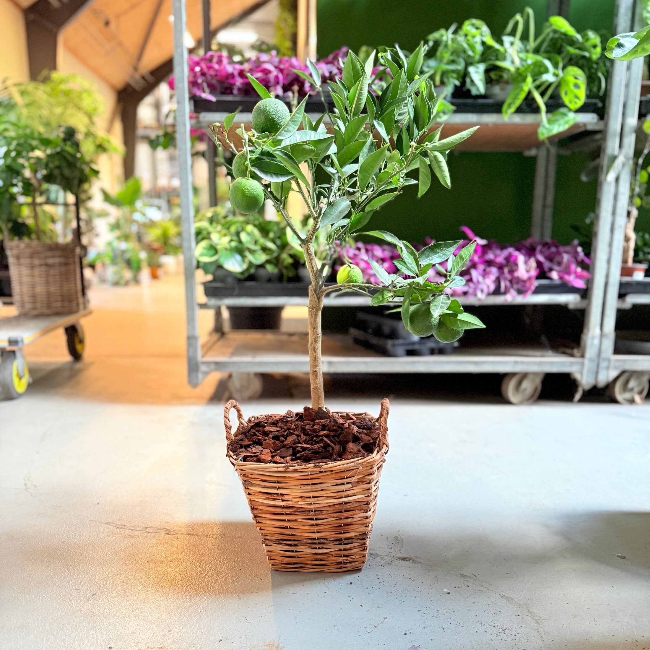 Appelsintræ (Citrus Sinensis) i fletkurv – 90 cm høj