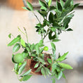Indlæs billede i gallerivisning, Appelsintræ (Citrus Sinensis) i fletkurv – 90 cm høj
