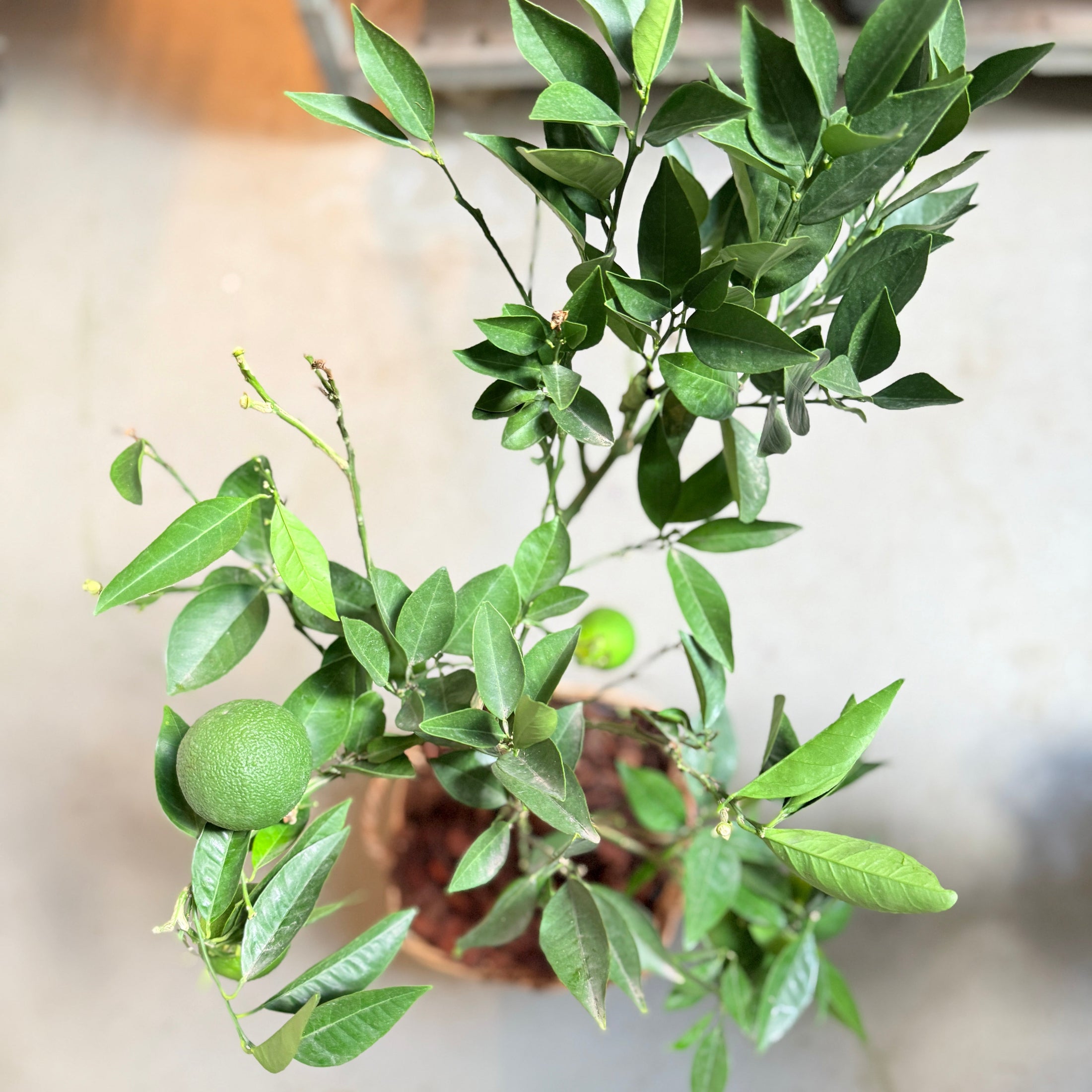 Appelsintræ (Citrus Sinensis) i fletkurv – 90 cm høj