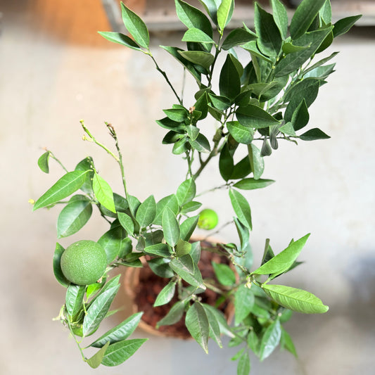 Appelsintræ (Citrus Sinensis) i fletkurv – 90 cm høj