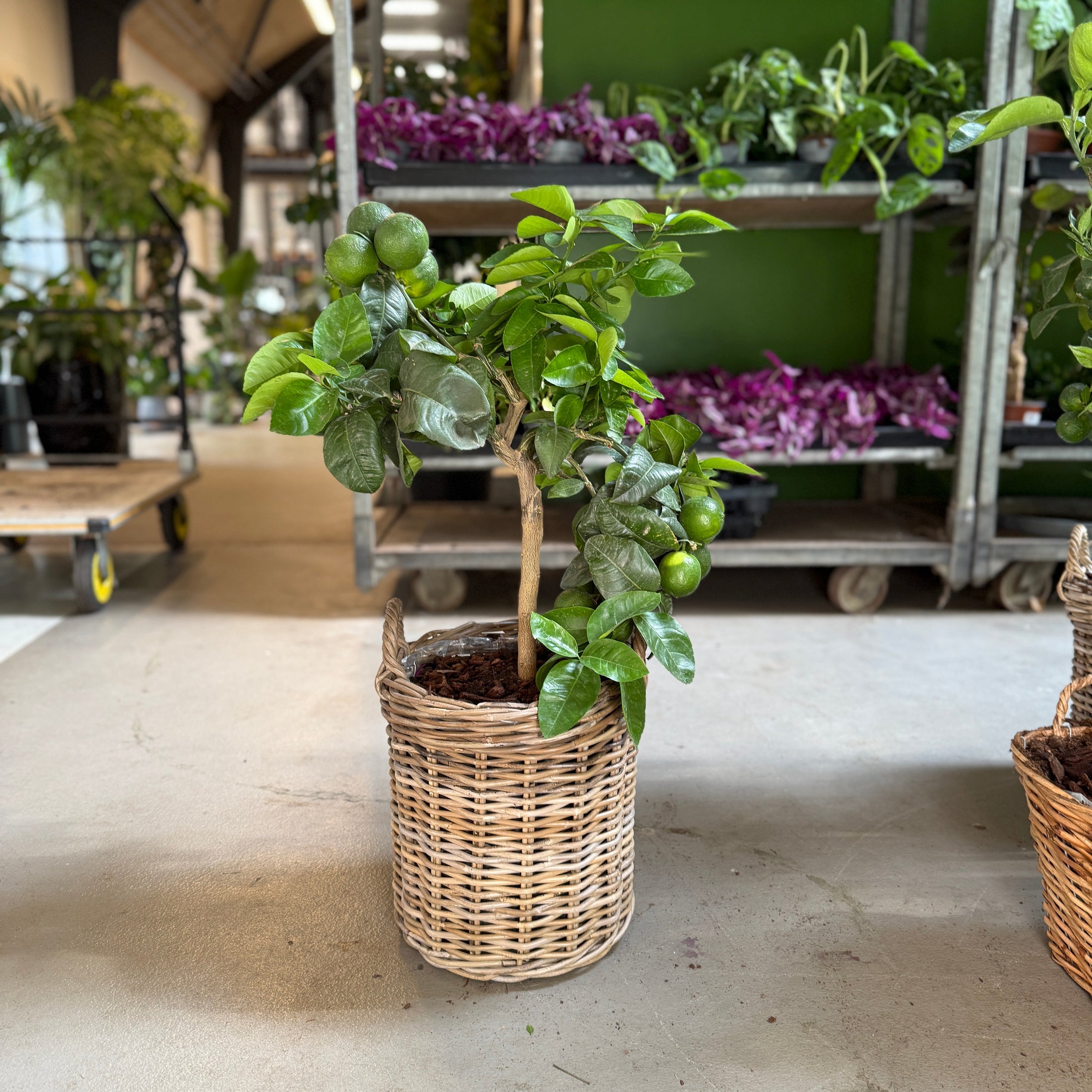 Mandaritræ (Citrus Reticulata) i fletkurv – 80 cm høj