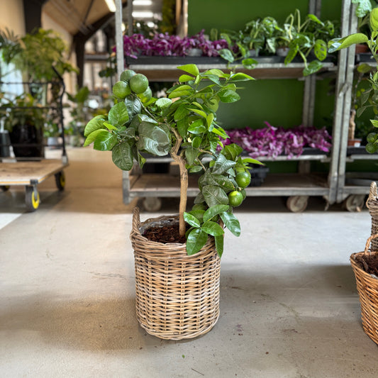 Mandaritræ (Citrus Reticulata) i fletkurv – 80 cm høj