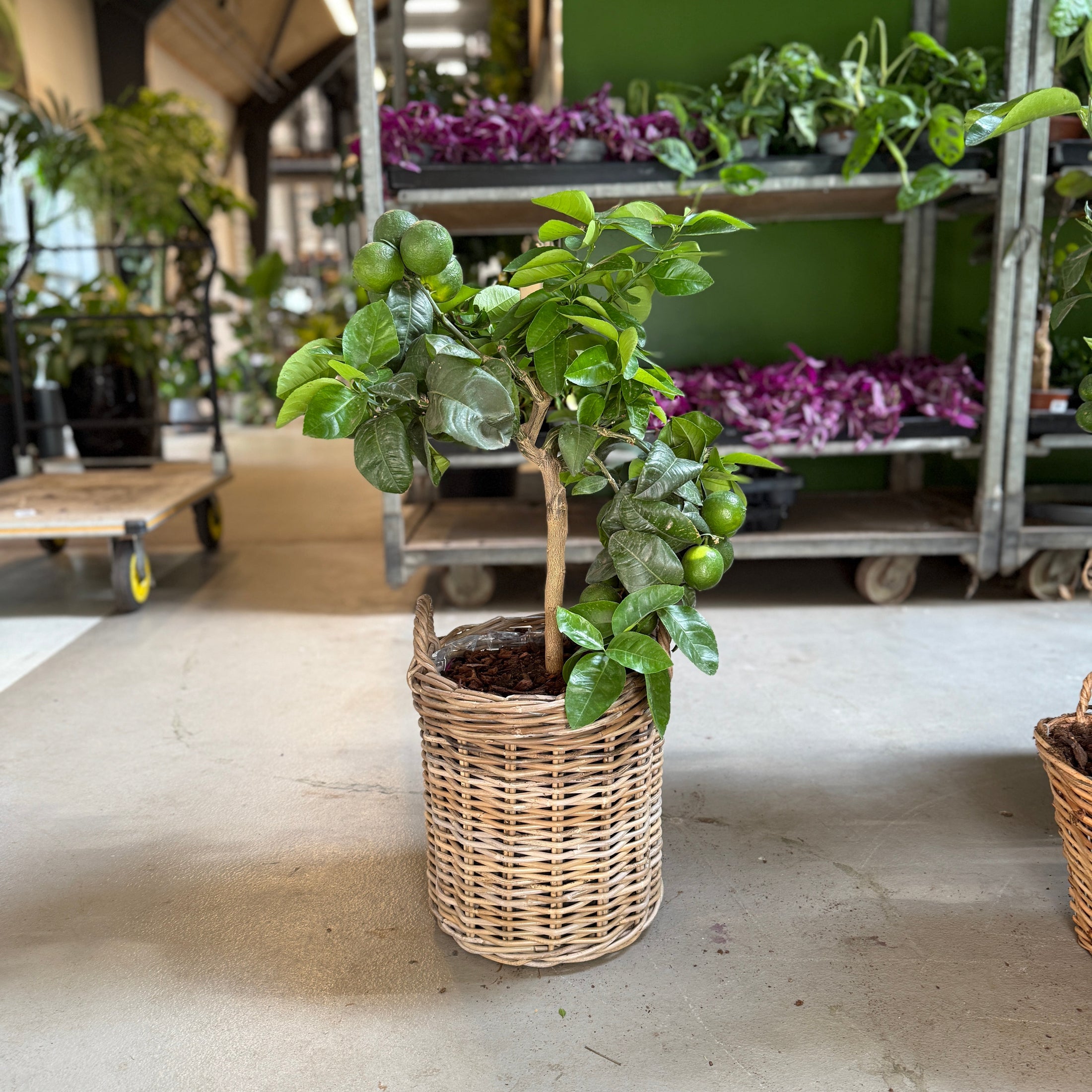 Mandaritræ (Citrus Reticulata) i fletkurv – 80 cm høj