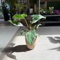 Indlæs billede i gallerivisning, Philodendron White Princess i krukke – 45 cm høj
